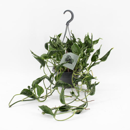 Epipremnum Pinnatum Aureum – Exotische Kletterpflanze Ø14cm