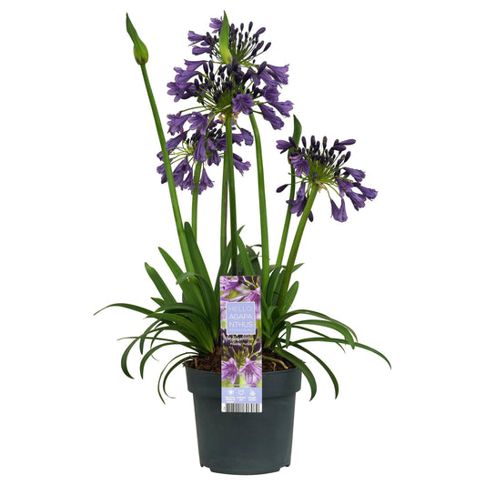 Agapanthus 'Poppin Purple' – Farbenfrohe Schmucklilie Ø19cm