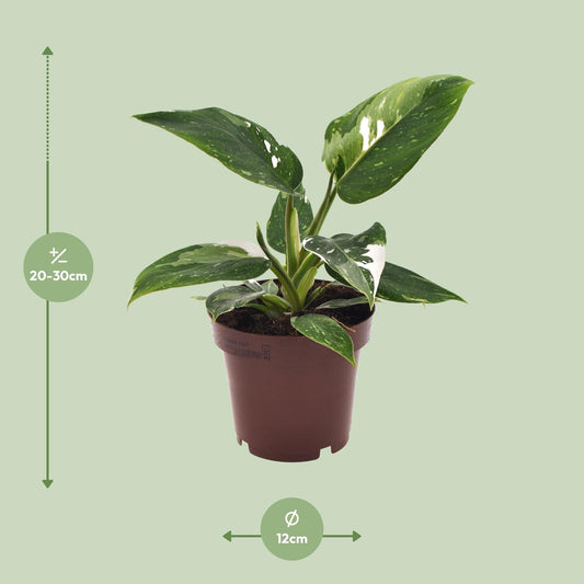 Philodendron White Princess – Elegante Zimmerpflanze Ø12cm