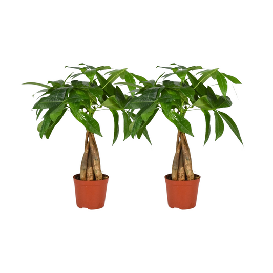 Pachira Aquatica mit Geflochtenem Stamm – 2er-Set Ø12cm