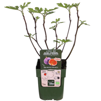 Gummibaum Gustissimo Perretta – Pflegeleichte Zimmerpflanze Ø13cm