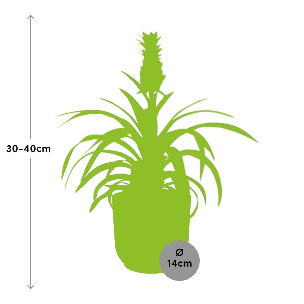 Ananas Mi Amigo in ELHO Vibes Fold 14cm – Tropische Zimmerpflanze