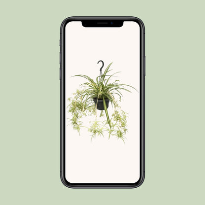 Chlorophytum comosum Variegatum – Spinnenpflanze Ø14cm