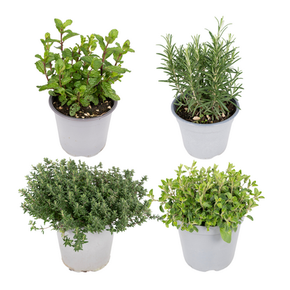 Gartenkräutermischung 4er Set Ø14cm – Aromatisch & Pflegeleicht
