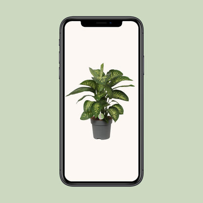 Dieffenbachia Reeva – Tropische, pflegeleichte Zimmerpflanze Ø24cm