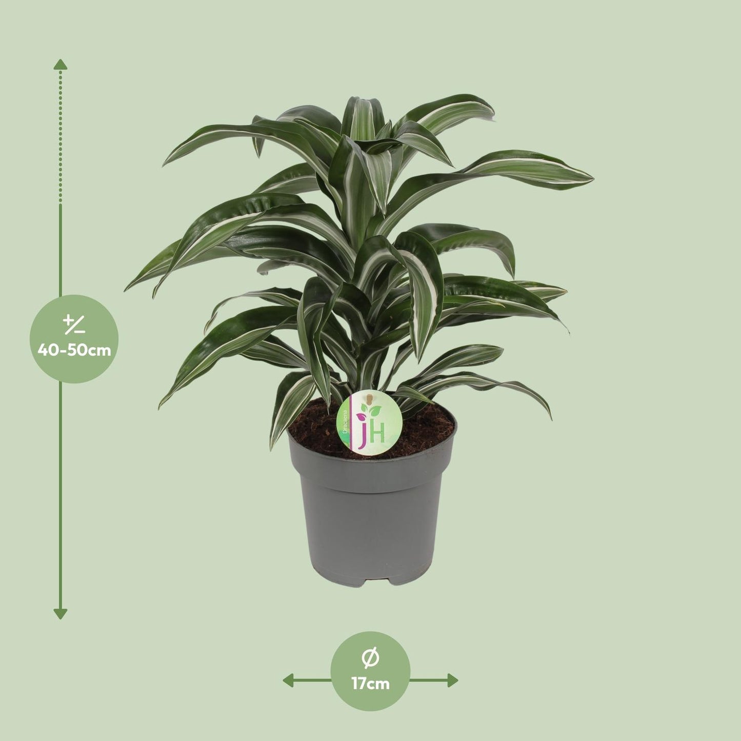 Dracaena Jade Jewel – Pflegeleichte Zimmerpflanze Ø17cm