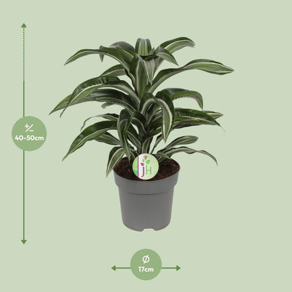 Dracaena Jade Jewel – Pflegeleichte Zimmerpflanze Ø17cm