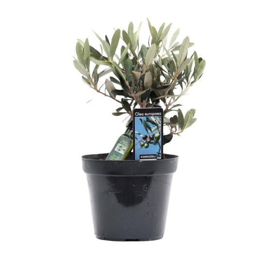 Olivenbaum Olea europaea – Pflegeleicht & Mediterran Ø13cm