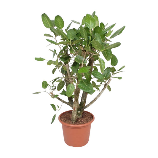 Ficus Benghalensis vertakt – Große pflegeleichte Zimmerpflanze 140 cm