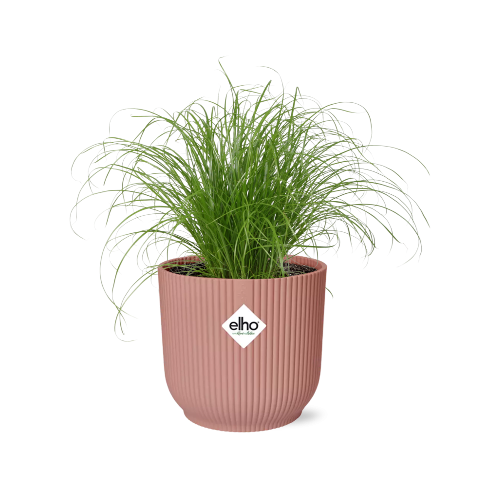 Cyperus Alternifolius Zumula im ELHO Vibes Fold 14cm rosa