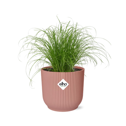 Cyperus Alternifolius Zumula im ELHO Vibes Fold 14cm rosa