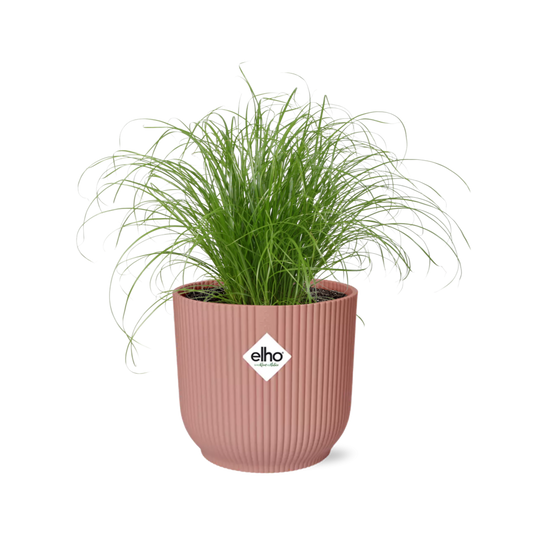 Cyperus Alternifolius Zumula im ELHO Vibes Fold 14cm rosa