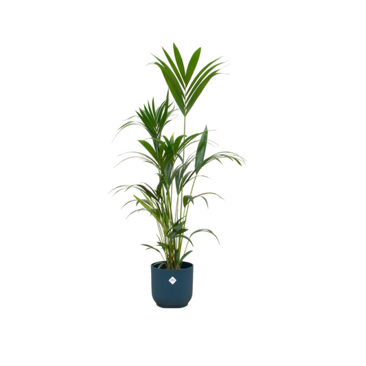 Kentia-Palme im Elho Vibes Fold Round Topf Blau – 160 cm