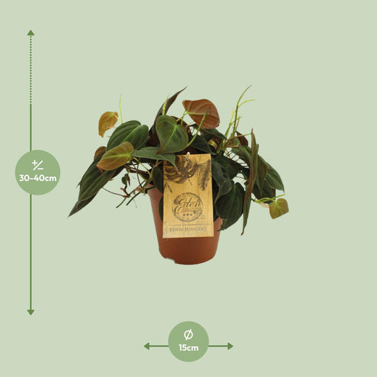 Philodendron Micans – Samtpflanze Ø15cm, 40cm Höhe