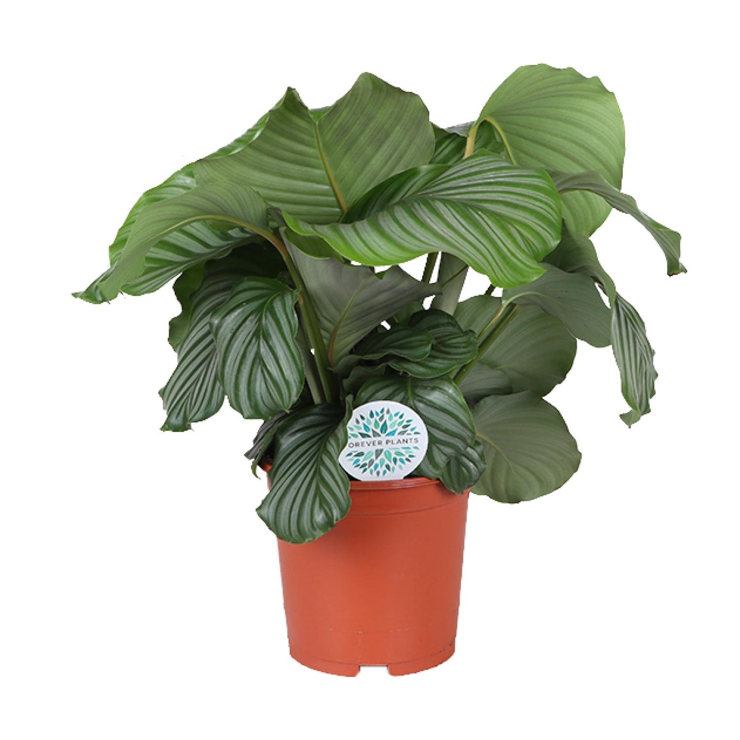 Calathea Orbifolia – Tropische, pflegeleichte Zimmerpflanze Ø21cm