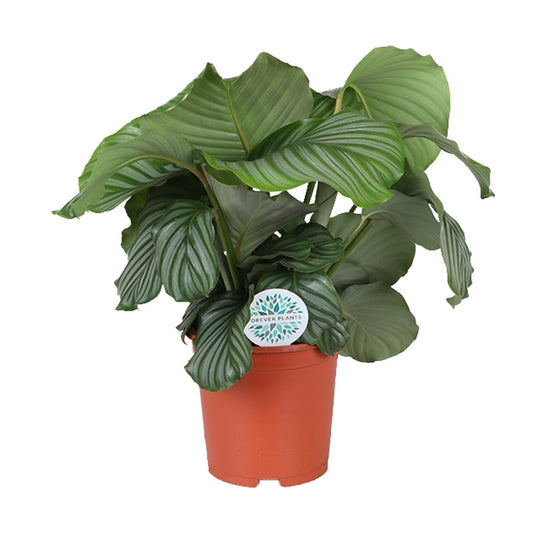 Calathea Orbifolia – Tropische, pflegeleichte Zimmerpflanze Ø21cm