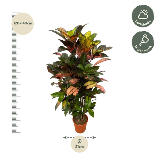 Codiaeum Iceton vertakt – Bunte, pflegeleichte Zimmerpflanze 120 cm
