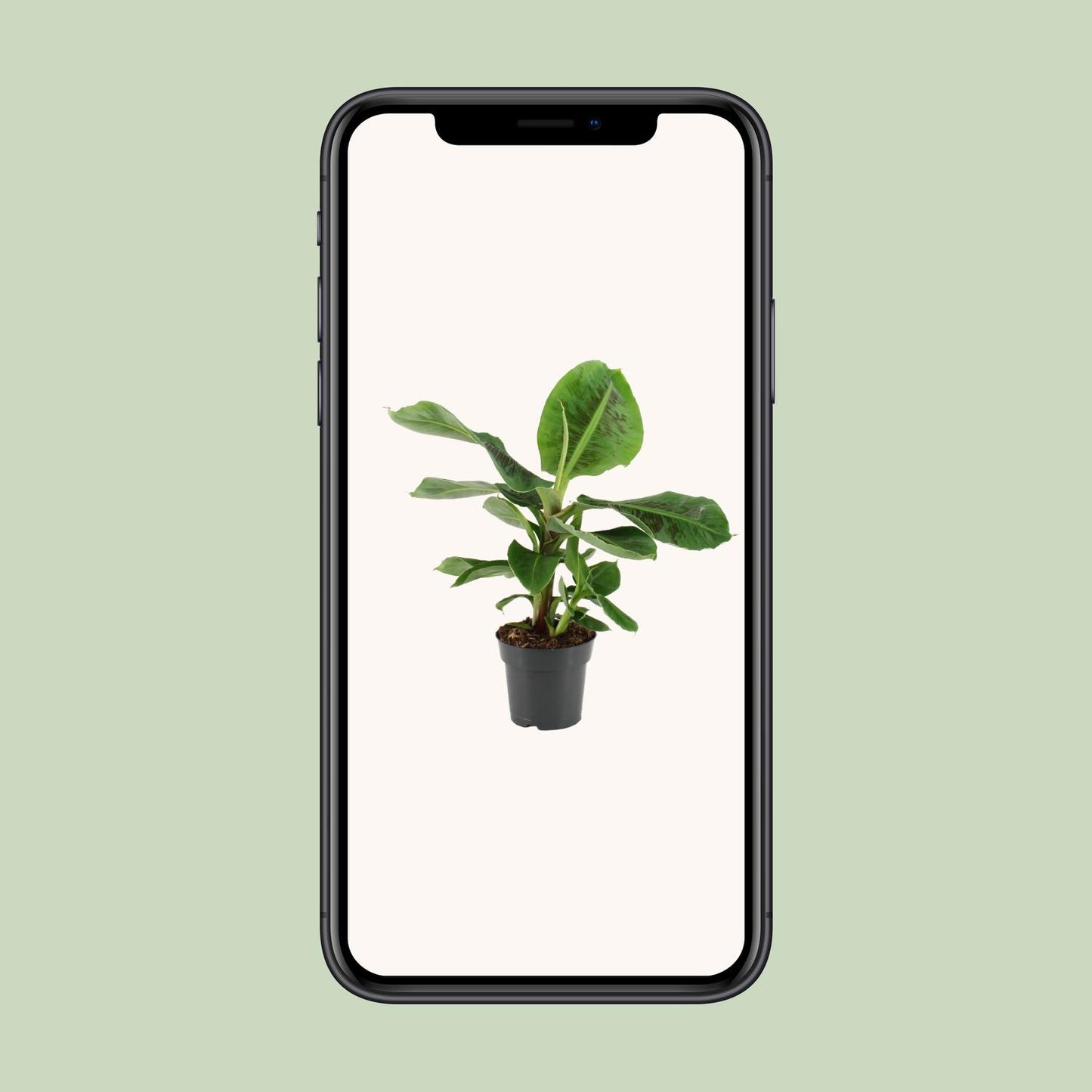 Musa Oriental Dwarf – Pflegeleichte Zwergbanane Ø17cm