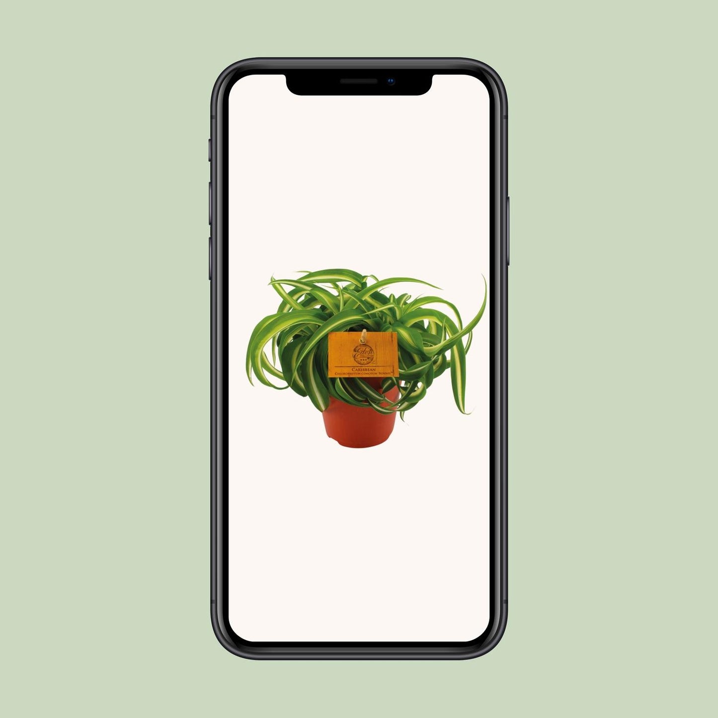 Chlorophytum Bonnie – pflegeleichte Spiderpflanze Ø12cm