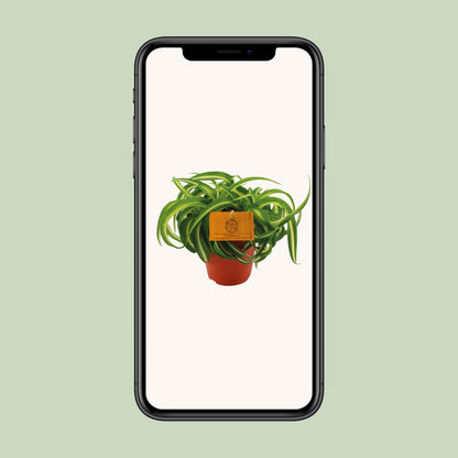 Chlorophytum Bonnie – pflegeleichte Spiderpflanze Ø12cm