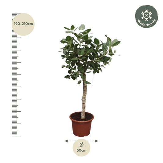 Ficus Benghalensis – Robuste Zimmerpflanze 200 cm