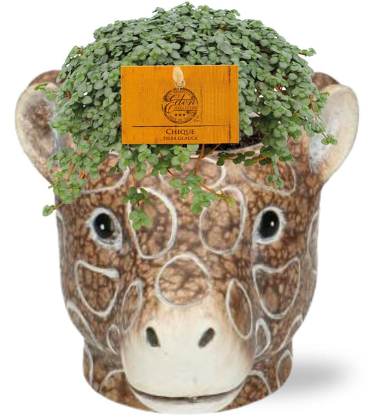 Pilea Glauca mit Giraf-Planter Ø11 cm – Braun