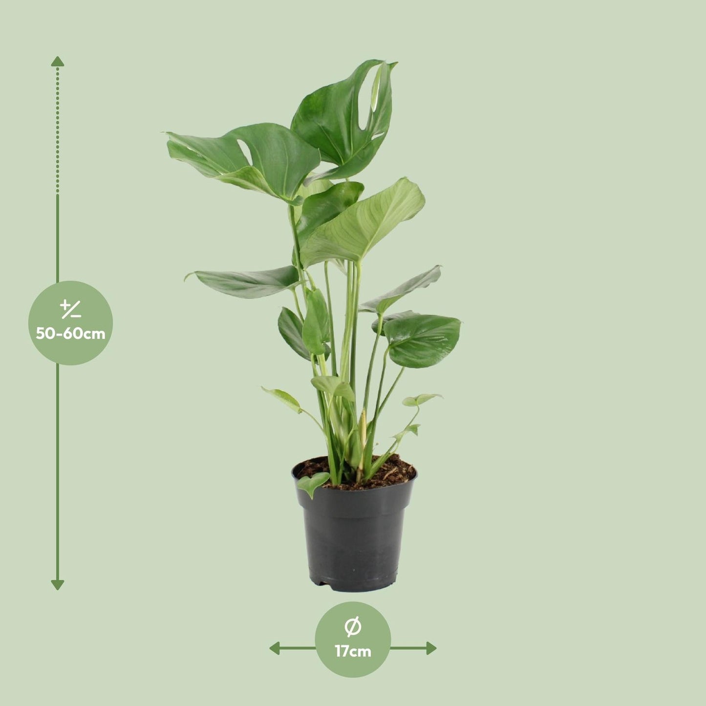 Monstera Deliciosa Ø17cm – Exotische Zimmerpflanze