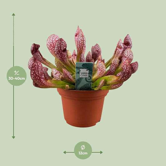 Sarracenia Scarlet Belle – Robuste Kannenpflanze Ø12cm
