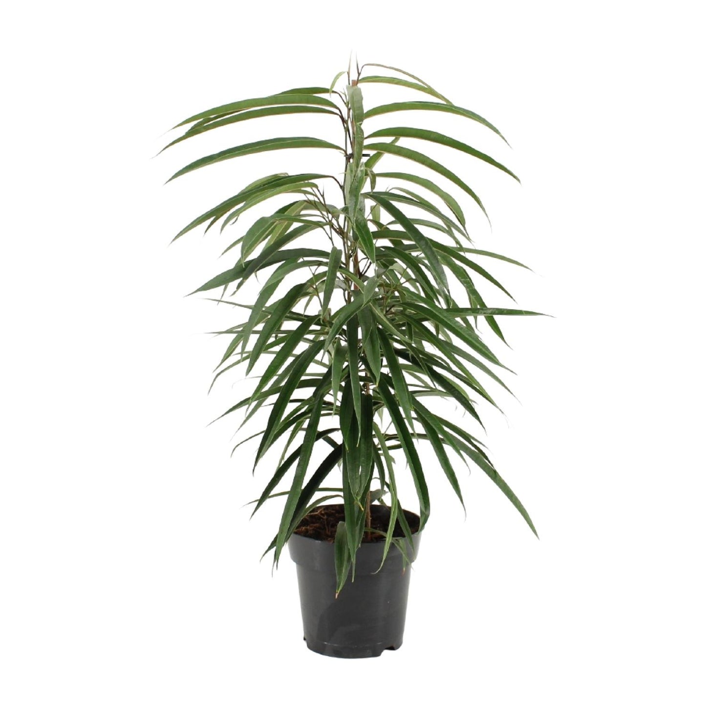 Ficus binnendijkii Alii – Elegante, pflegeleichte Zimmerpflanze Ø17cm