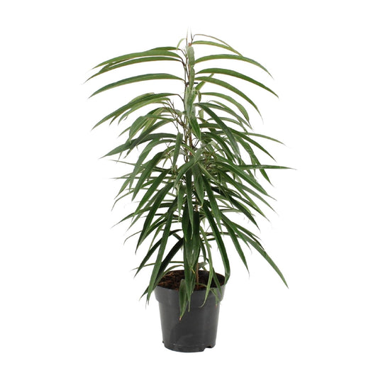 Ficus binnendijkii Alii – Elegante, pflegeleichte Zimmerpflanze Ø17cm