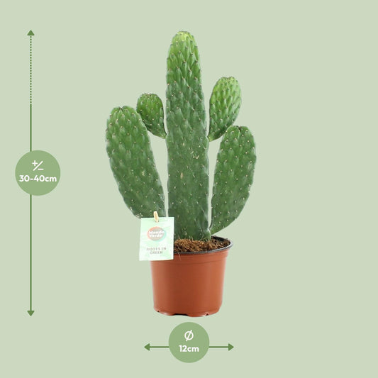 Opuntia Rubescens Consolea – Pflegeleichter Kaktus Ø12cm