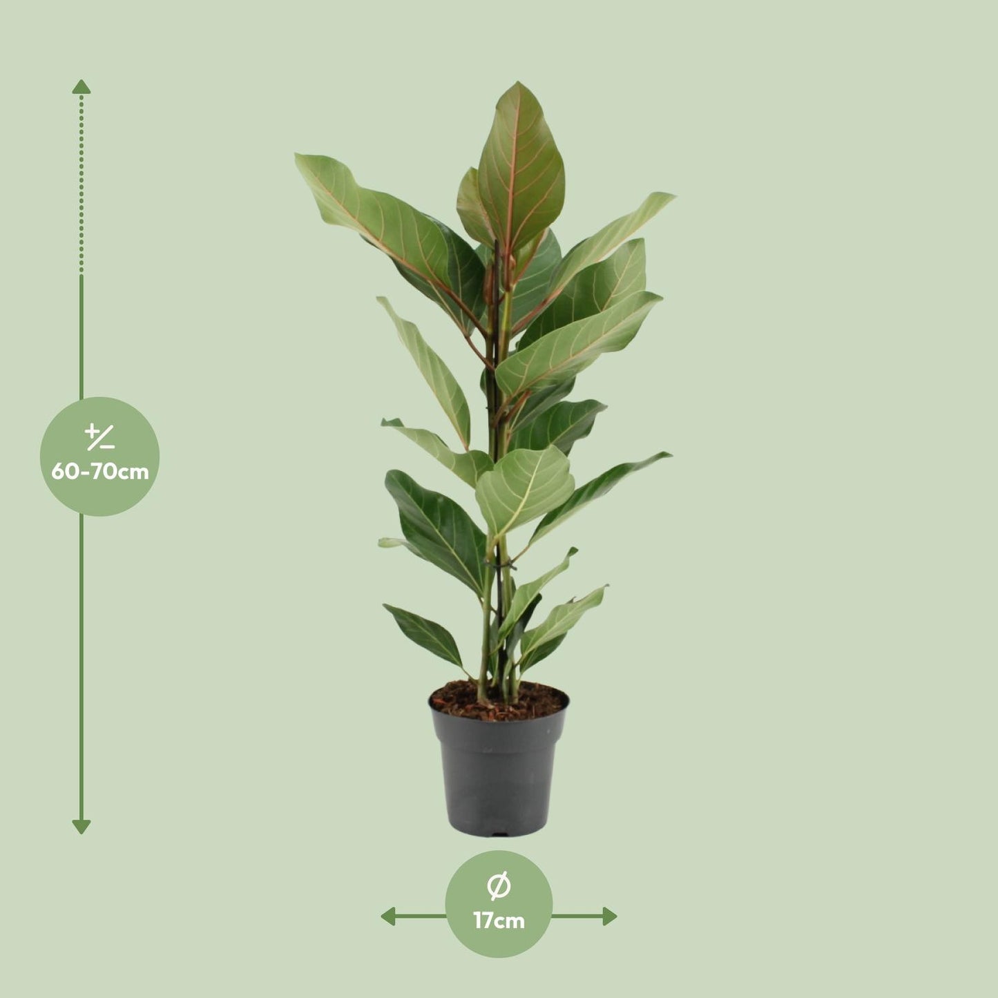 Ficus Benghalensis Joy – Pflegeleichter Zimmerbaum Ø17cm