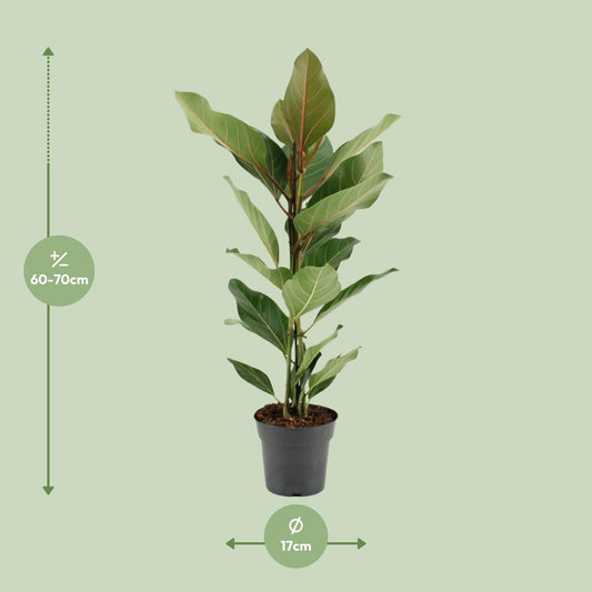 Ficus Benghalensis Joy – Pflegeleichter Zimmerbaum Ø17cm