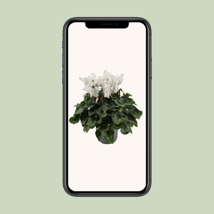 Cyclamen Weiß Ø17cm – Pflegeleichte Blühpflanze