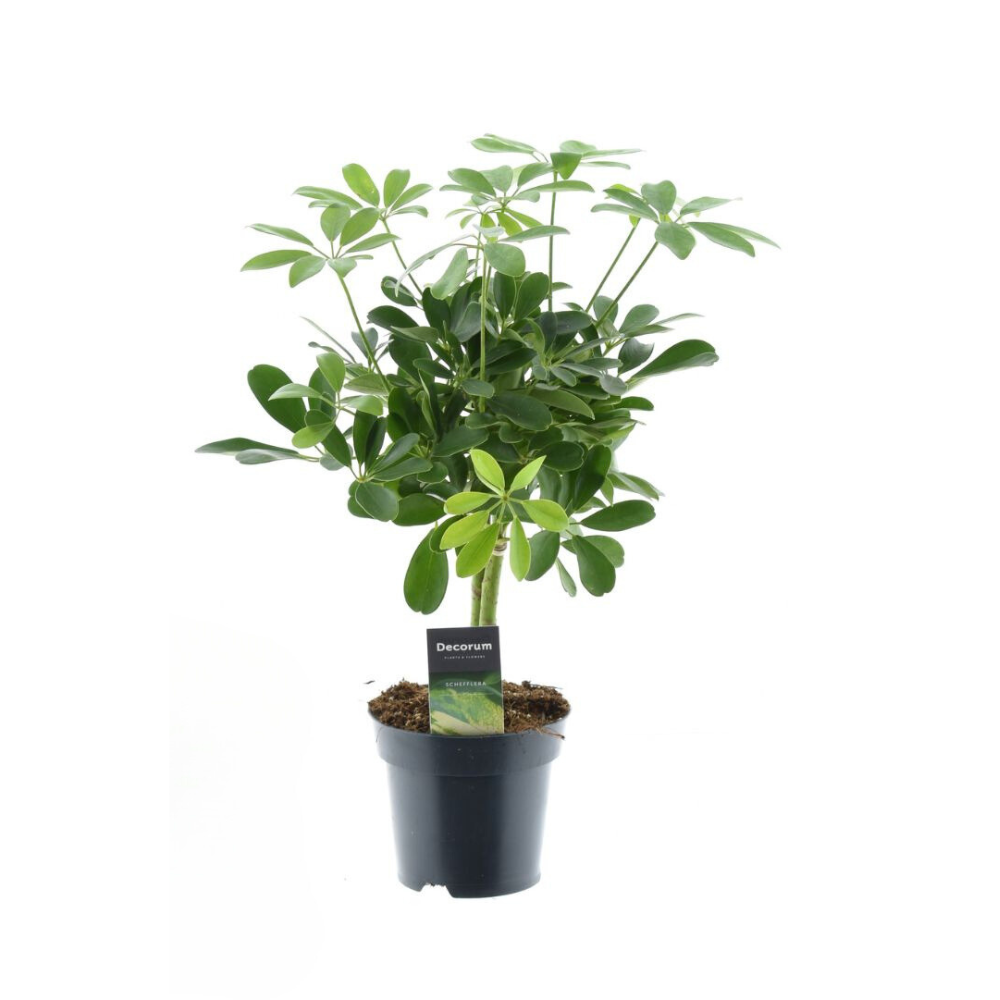 Schefflera Compacta Nora – Pflegeleichte Zimmerpflanze Ø14cm