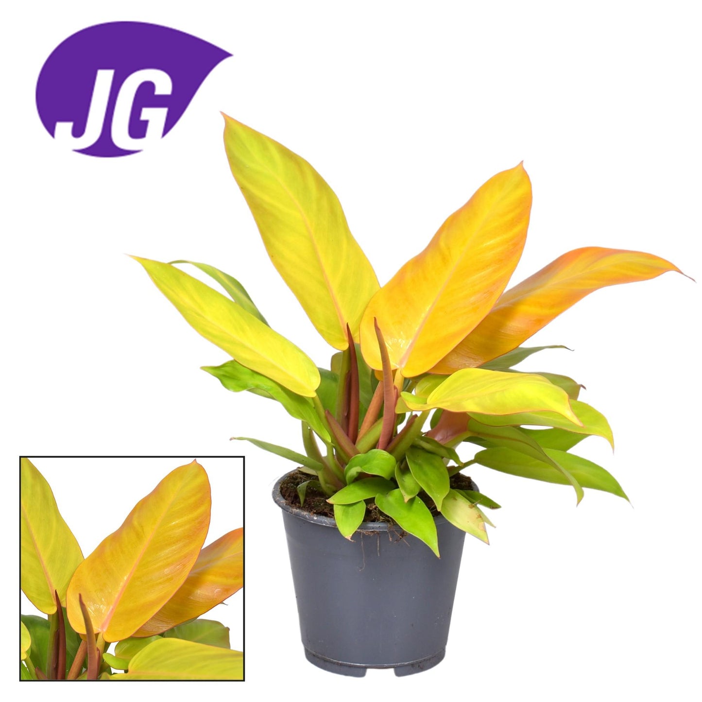 Philodendron Prince Of Orange – Trendige, pflegeleichte Zimmerpflanze