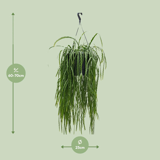 Lepismium Asuntapatense – Exotischer, pflegeleichter Zimmerkaktus 70cm