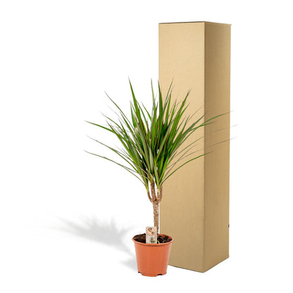 Dracaena Marginata – Pflegeleichter Drachenbaum Ø14cm