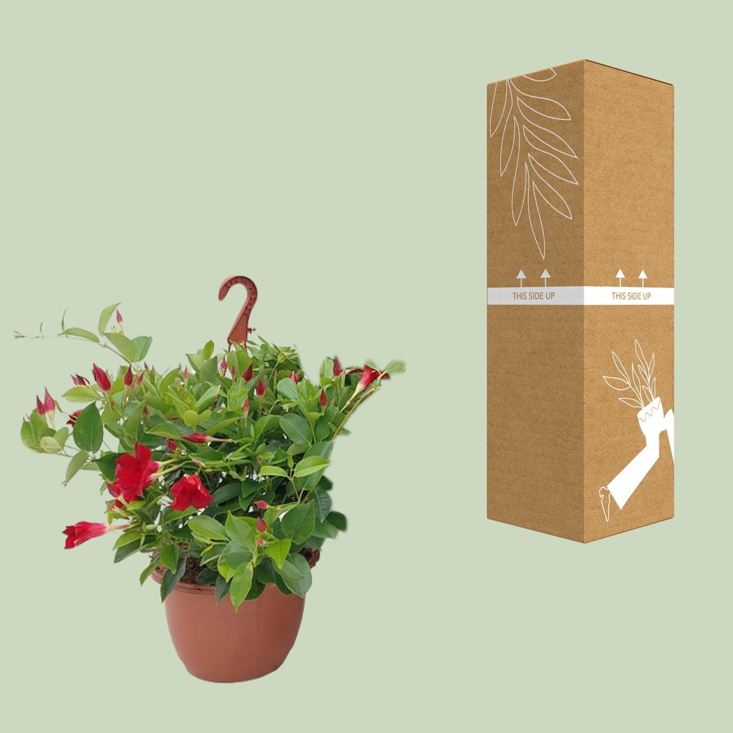 Sundaville Hängekorb Tricolor Ø25cm – Mandevilla mit prächtigen Blüten