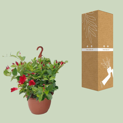 Sundaville Hängekorb Tricolor Ø25cm – Mandevilla mit prächtigen Blüten