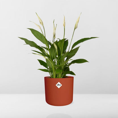 Friedenslilie (Spathiphyllum) 12 cm im ELHO b.for soft Topf