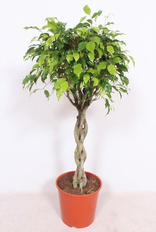Ficus Exotica – Exotische, pflegeleichte Zimmerpflanze Ø30cm, 120cm hoch