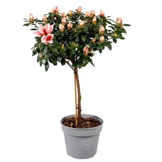 Azalee auf Stamm 'Mevr. Gerard Kint' – Ø13cm, 40cm Höhe