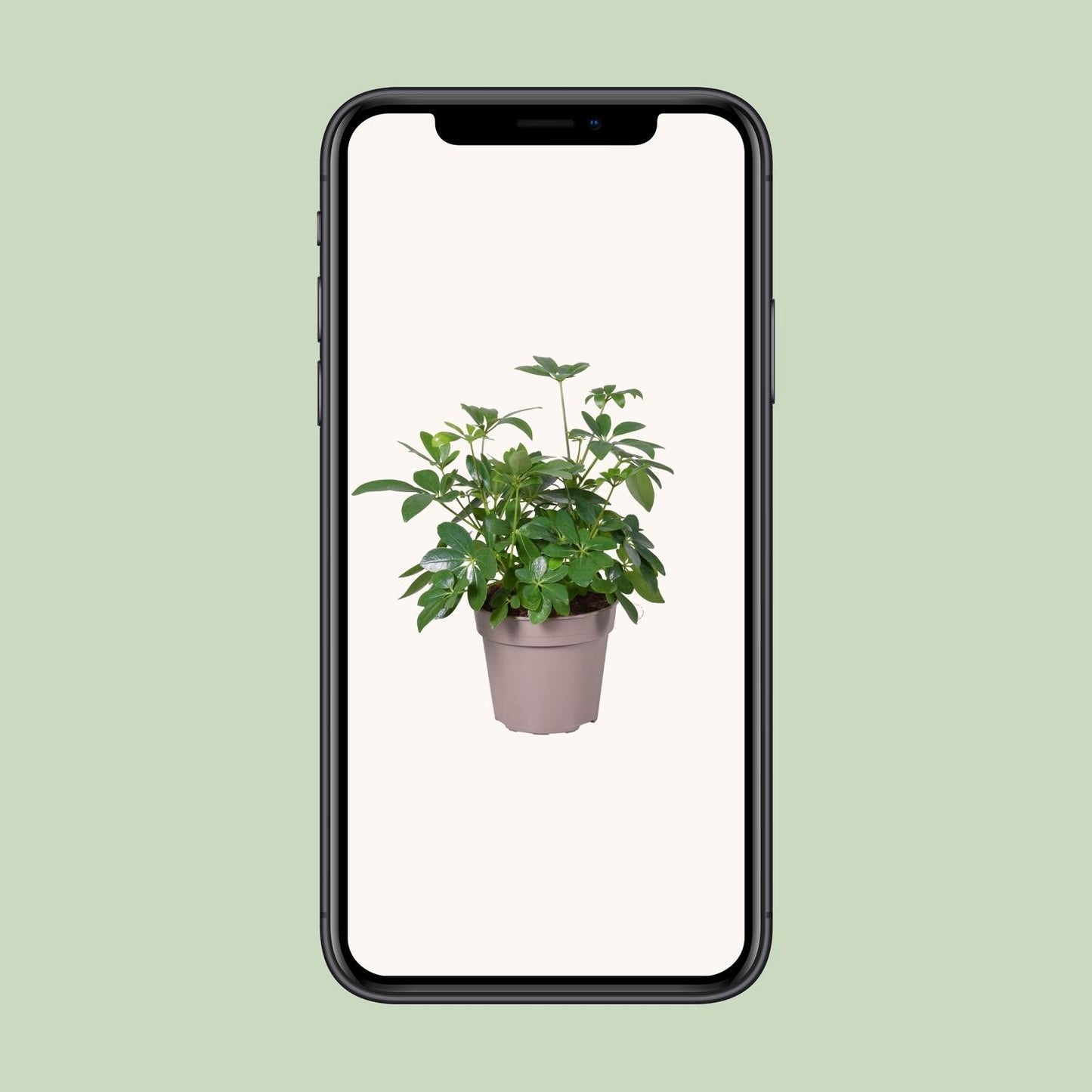 Schefflera Arboricola – Pflegeleichte Zimmerpflanze Ø15cm