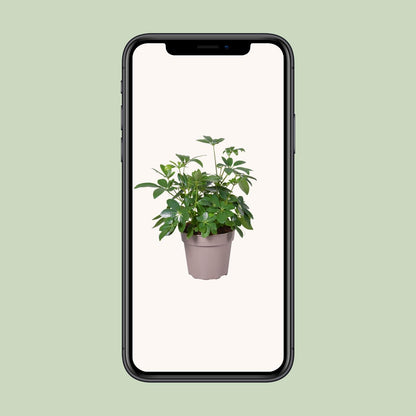 Schefflera Arboricola – Pflegeleichte Zimmerpflanze Ø15cm