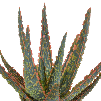 Aloe zebrina Dannyz 10,5 cm im weißen Topf