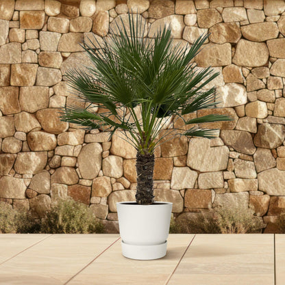 Chamaerops Humilis Zwergpalme auf Stamm 150 cm