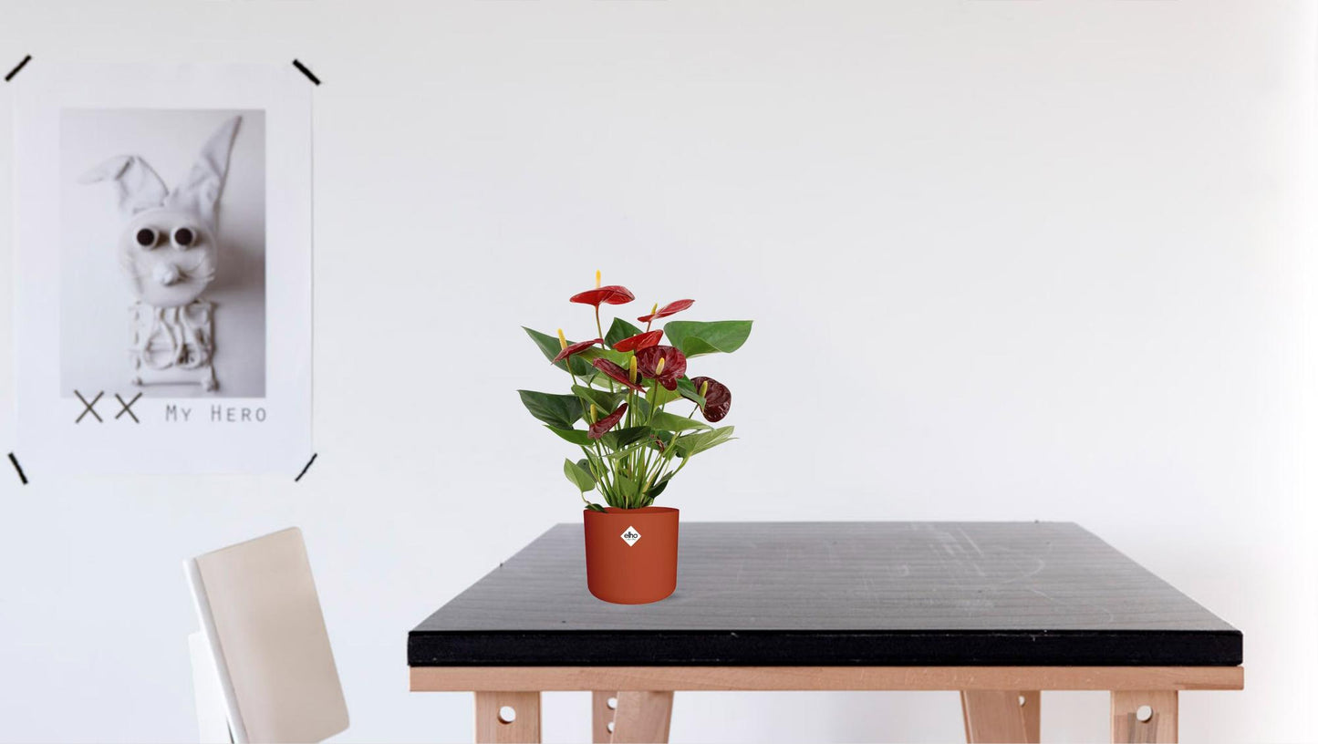 Anthurium Calon – Pflegeleichte Zimmerpflanze Ø12cm, 36cm hoch