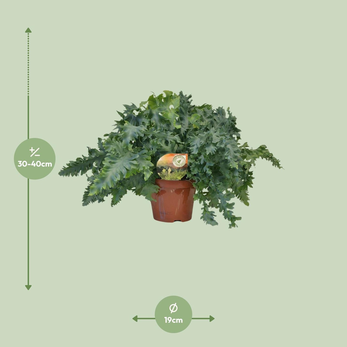 Phlebodium Davana – Goldener Dornfarn Ø19 cm