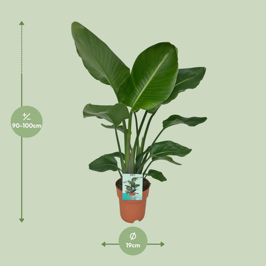 Strelitzia Nicolai – Paradiesvogelpflanze Ø19cm, 90cm hoch